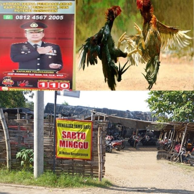 Bebasnya Judi Sabung Ayam di Bulusari Tulungagung, Instruksi Kapolri Diabaikan?