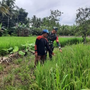 Babinsa Koramil 1002-08/LAU Dorong Produktivitas Pertanian Warga Babinsa Koramil 1002-08/LAU Dorong Produktivitas Pertanian Warga