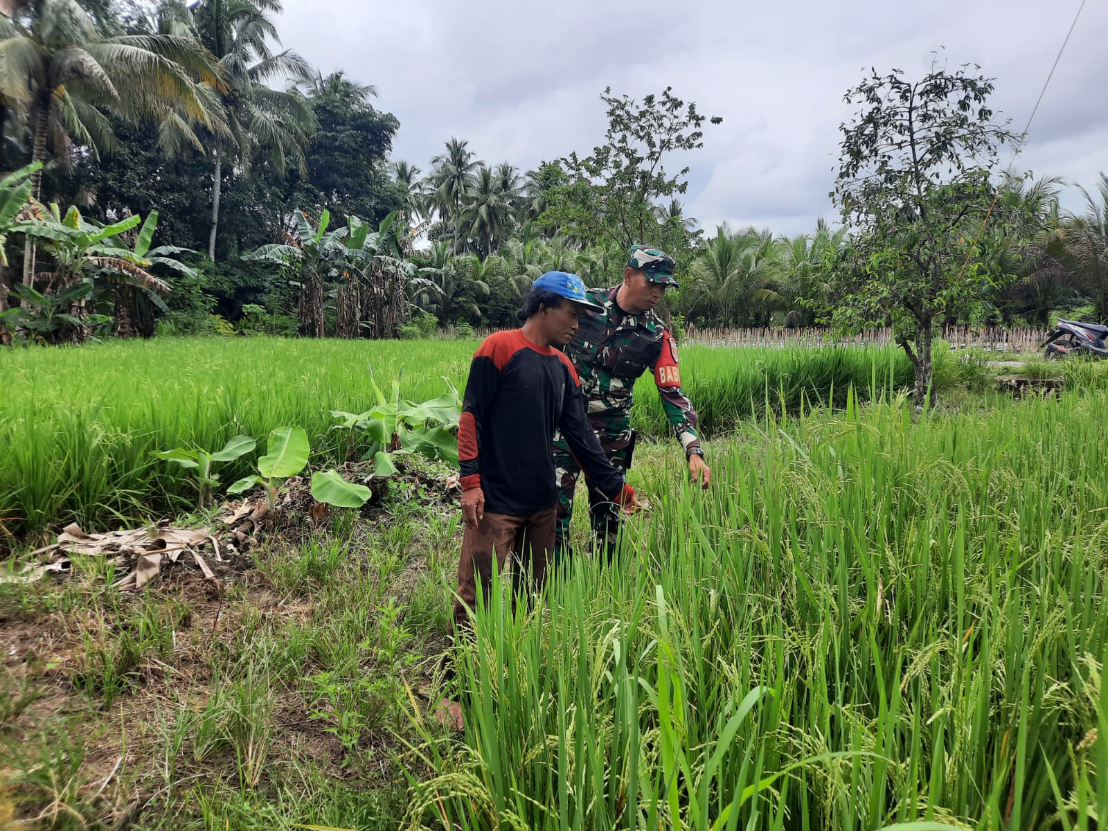 Babinsa Koramil 1002-08/LAU Dorong Produktivitas Pertanian Warga