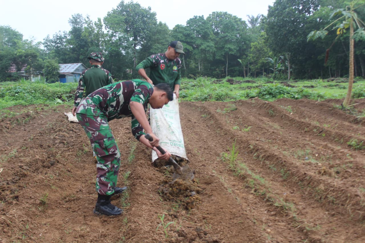 Kodim 1008/Tabalong Ubah Lahan Tidur Jadi Perkebunan untuk Dukung Ketahanan Pangan