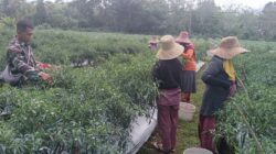 Semangat Gotong Royong, Babinsa dan Warga Panen Cabe Keriting Bersama