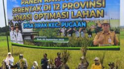Wujudkan Ketahanan Pangan, Danramil 1008-06 Pugaan Dampingi Petani pada Panen Raya Serentak
