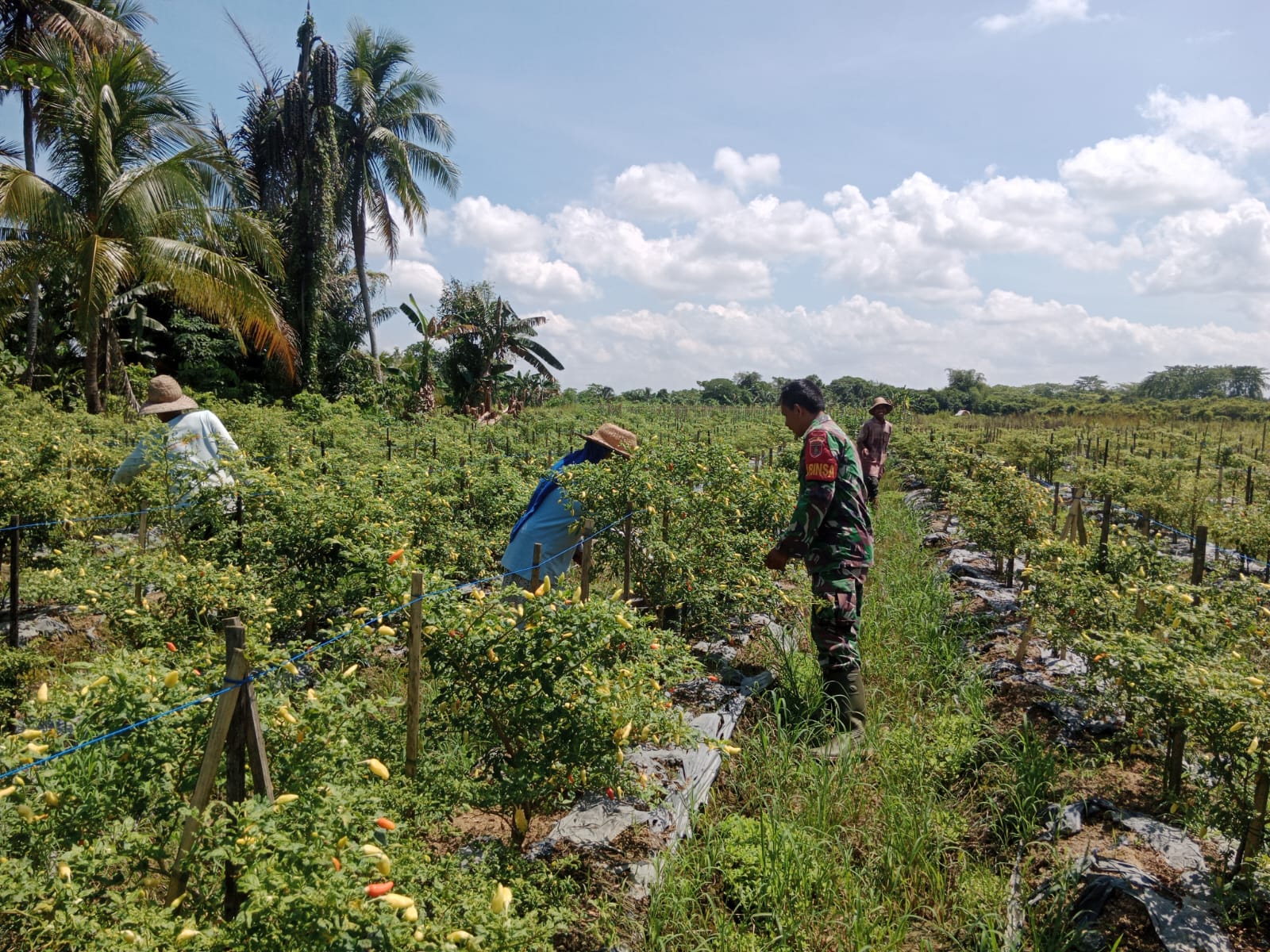 Kebersamaan di Lahan Cabe, Babinsa dan Warga Eratkan Silaturahmi