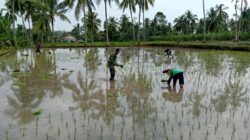 Babinsa Tegalsiwalan Dampingi Petani Wujudkan Ketahanan dan Swasembada Pangan