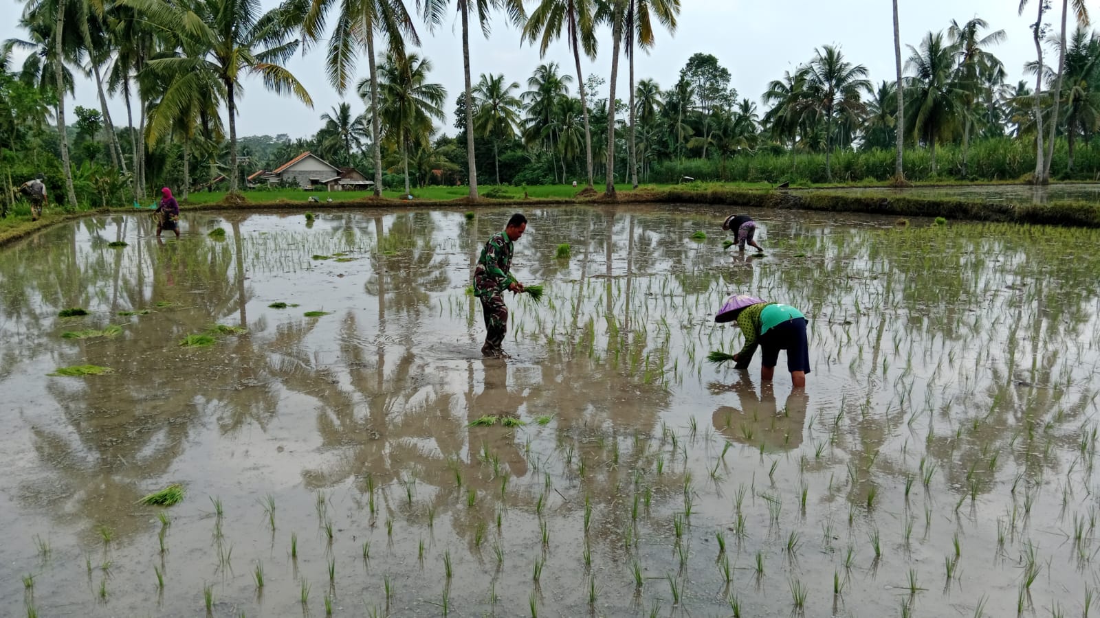 Babinsa Tegalsiwalan Dampingi Petani Wujudkan Ketahanan dan Swasembada Pangan