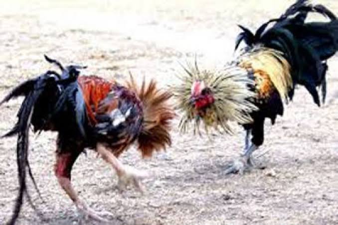 Sabung Ayam Ilegal Kembali Beroperasi di Kediri, Warga Desak Polres Ambil Tindakan Tegas Sabung Ayam Ilegal Kembali Beroperasi di Kediri, Warga Desak Polres Ambil Tindakan Tegas