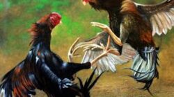 Judi Sabung Ayam dan Dadu Kopyok Menggila di Selorejo Tulungagung, Aparat Diduga Tutup Mata