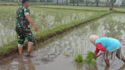 Wujudkan Ketahanan Pangan, Serda Agus Terjun Langsung Bantu Petani di Gading Probolinggo