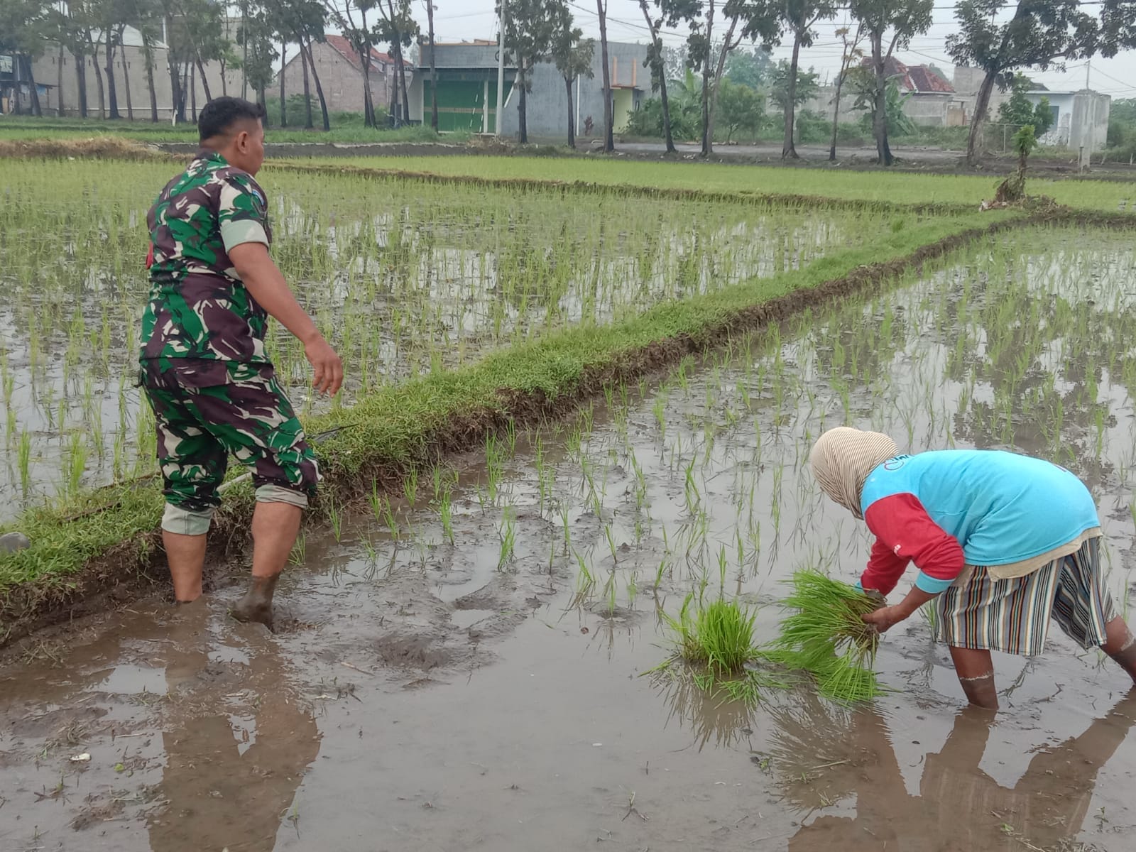 Wujudkan Ketahanan Pangan, Serda Agus Terjun Langsung Bantu Petani di Gading Probolinggo