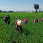 Dekat dengan Rakyat, Babinsa Koramil 0820-15 Pajarakan Bantu Petani Olah Sawah di Sukokerto Dekat dengan Rakyat, Babinsa Koramil 0820-15 Pajarakan Bantu Petani Olah Sawah di Sukokerto