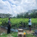 Babinsa dan Petani Cabe Karatungan Wujudkan Sinergi untuk Pertanian Mandiri Babinsa dan Petani Cabe Karatungan Wujudkan Sinergi untuk Pertanian Mandiri