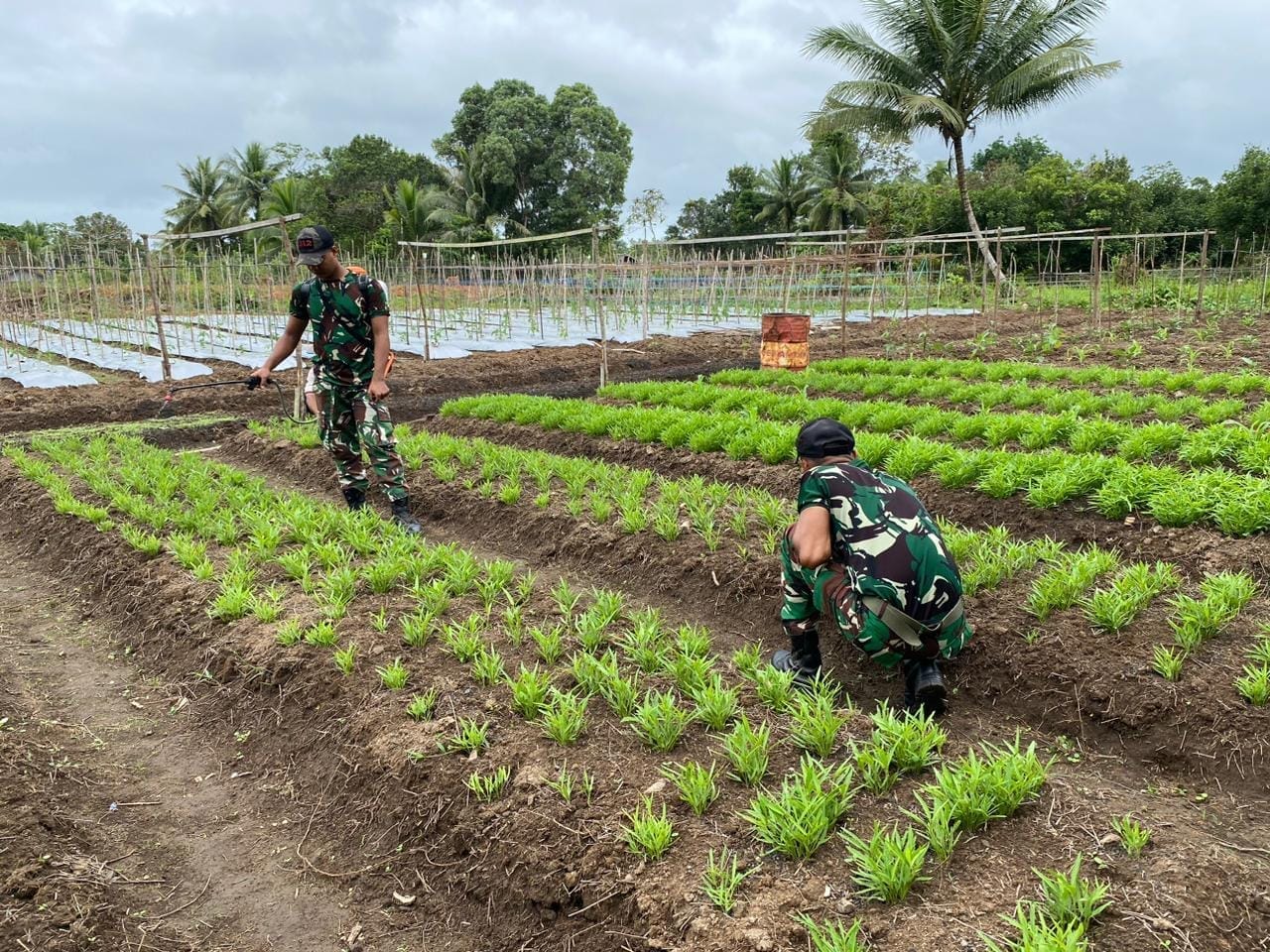 Hijaukan Perbatasan! Satgas 312/KH dan Warga Kirely Giat Rawat Kebun Sayur