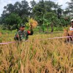 Babinsa Bersama PPL Pertanian Lakukan Pengubinan, Ukur Hasil Padi