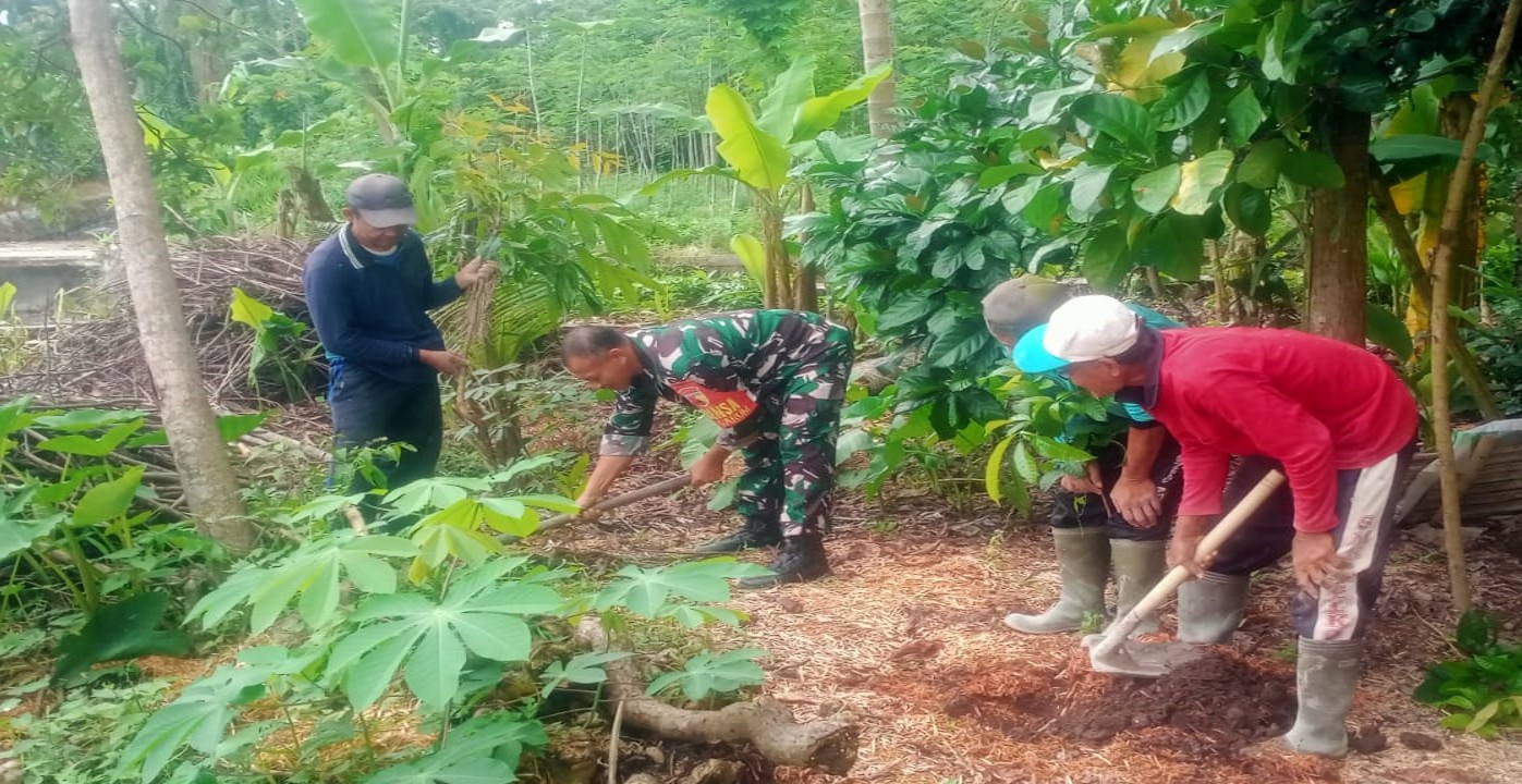 Dukung Penghijauan, Babinsa Garum Bersama Gapoktan Dan Warga Tanam Pohon Mahoni