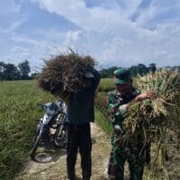 Babinsa Sukorejo Koramil 0808/09 Sutojayan Bantu Panen Padi Dukung Ketahanan Pangan Di Blitar