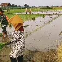 Wujudkan Ketahanan Pangan Wilayah, Babinsa Srengat Dampingi Warga Tanam Padi