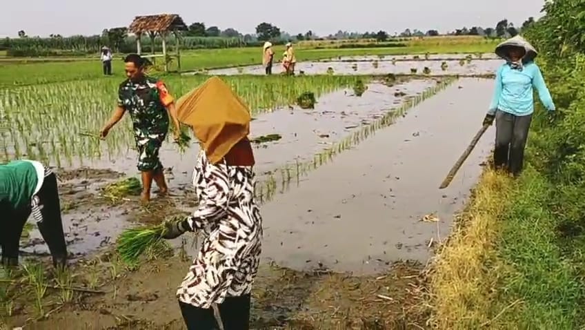 Wujudkan Ketahanan Pangan Wilayah, Babinsa Srengat Dampingi Warga Tanam Padi