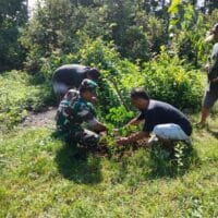 Jaga Kelestarian Lingkungan, Babinsa Gogodeso Bersama Warga Tanam Pohon Keras