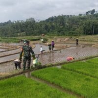 Wujudkan Ketahanan Pangan, Babinsa Gandusari Turun Ke Sawah Bantu Petani Tanam Padi