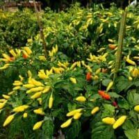 Petani Cabai Desa Ngepon, Jatirogo Sumringah, Panen Melimpah Membawa Harapan Baru