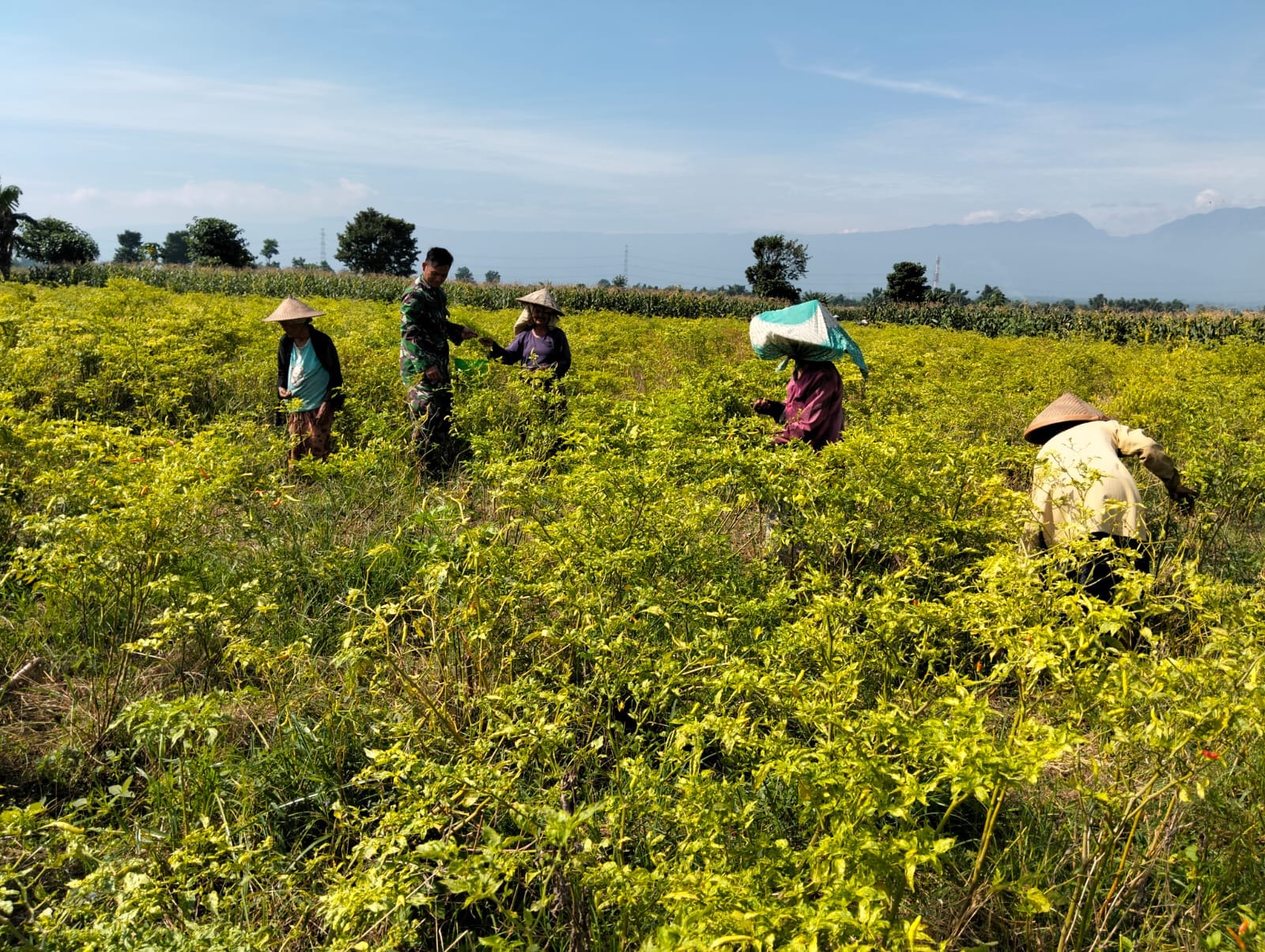 Babinsa Koramil Wonomerto Turun ke Ladang, Dampingi Warga Panen Cabai di Probolinggo