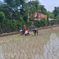 Dari Sawah ke Ketahanan Pangan, Peran Babinsa Kodim 0820 Dampingi Petani