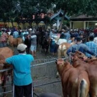 CCTV Mati Saat Kejadian, Penipuan Sapi di Pasar Wonoasih Belum Terungkap