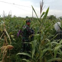 Serka Nyoman Babinsa Koramil Pajarakan Dampingi Warga Panen Jagung