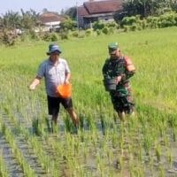 Babinsa Dermojayan Wujudkan Ketahanan Pangan, Turun Langsung Bantu Petani Memupuk Padi