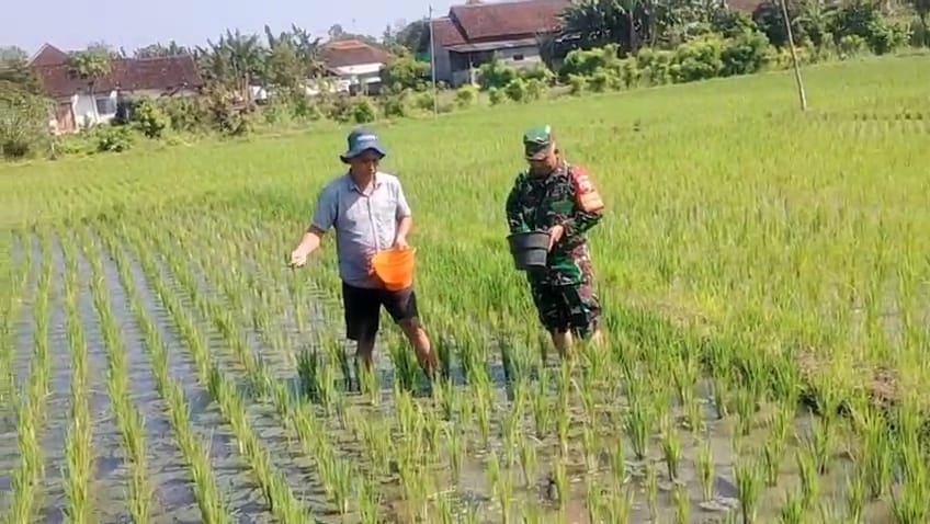 Babinsa Dermojayan Wujudkan Ketahanan Pangan, Turun Langsung Bantu Petani Memupuk Padi