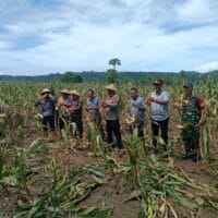 Dukung Ketahanan Pangan, Babinsa Koramil 1505-02/Wasile Hadiri Panen Raya Jagung