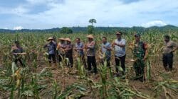 Dukung Ketahanan Pangan, Babinsa Koramil 1505-02/Wasile Hadiri Panen Raya Jagung