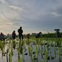 Kodim 0820/Probolinggo Dukung Swasembada Pangan Nasional Melalui Pendampingan Petani Padi di Desa Wangkal