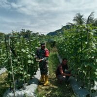 Babinsa Haruyan Hadir di Tengah Petani, Bantu Panen Mentimun di Hapulang