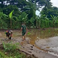 Babinsa Wonoasih Dukung Swadaya Pangan Nasional, Dampingi Warga Tanam Padi di Jrebeng Kidul