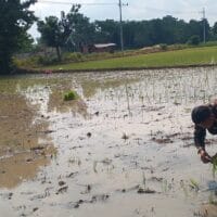 Kodim 0820/Probolinggo Perkuat Sektor Pertanian Melalui Pendampingan Tanam Padi