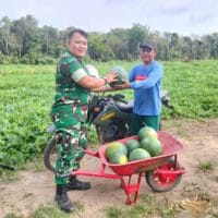 Pendampingan Babinsa Berbuah Manis, Petani Semangka Desa Pasar Panas Raup Hasil Memuaskan
