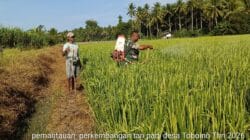 Babinsa Koramil 1505-02/Wasile Bantu Warga Lakukan Penyemprotan Padi di Sawah