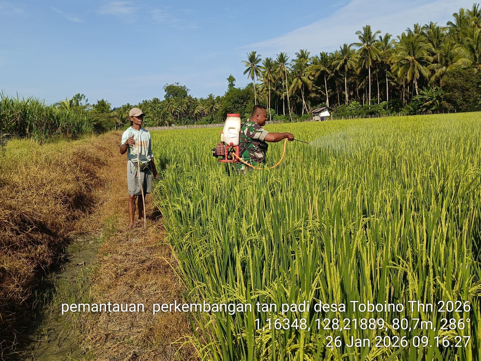 Babinsa Koramil 1505-02/Wasile Bantu Warga Lakukan Penyemprotan Padi di Sawah
