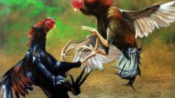 Nganjuk Darurat Perjudian? Sabung Ayam Berlangsung Tanpa Rasa Takut Hukum