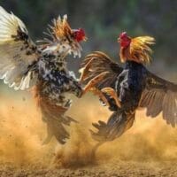 Perjudian Terbuka, Aparat Bungkam: Ada Apa di Balik Sabung Ayam Baleturi?