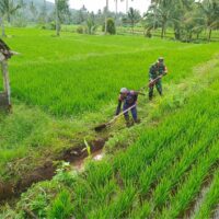 Guna Optimalkan Produksi Padi, Babinsa Dan Petani Resapombo Sinergi Bersihkan Lahan Pertanian