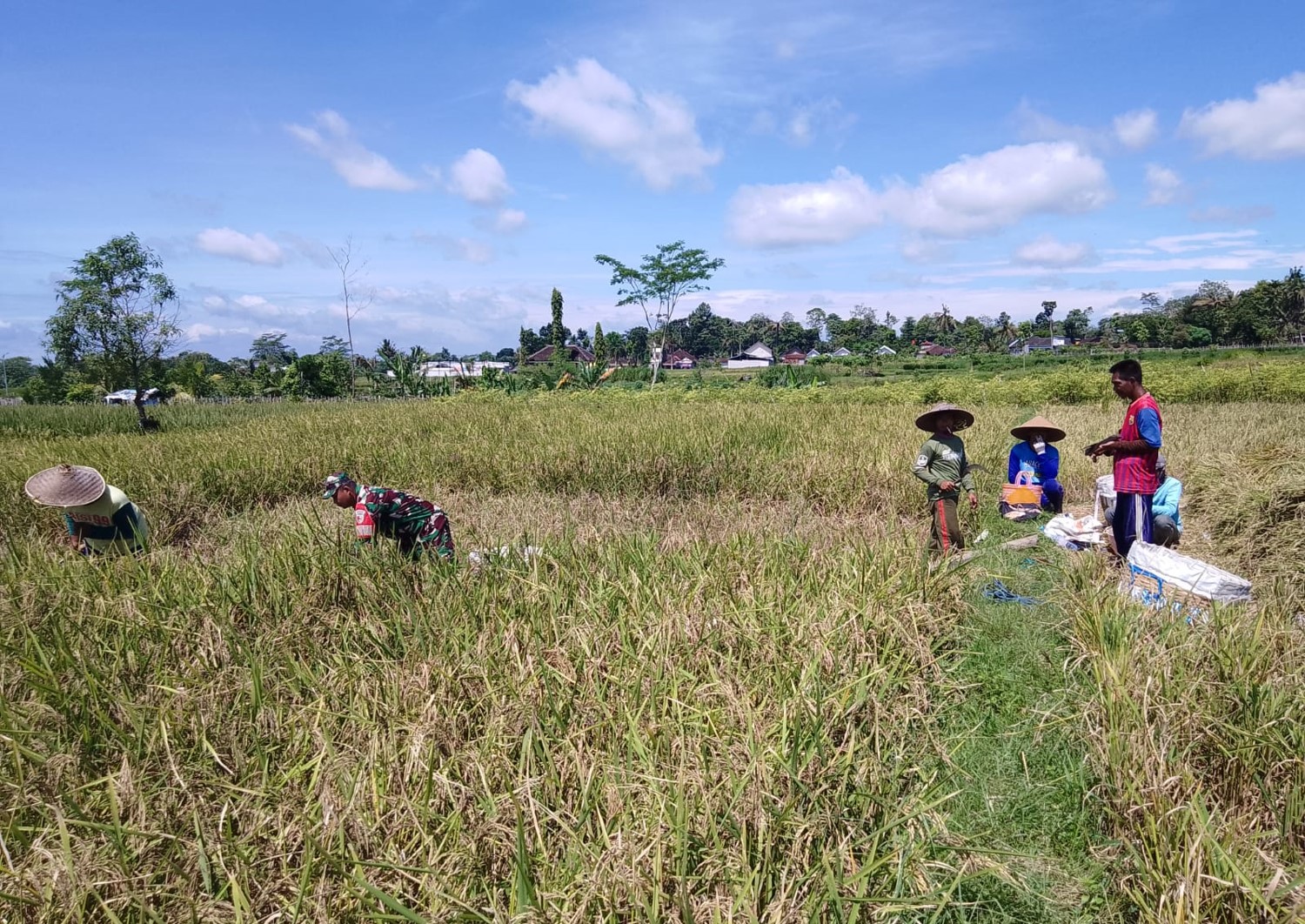 Dukung Swasembada Pangan Nasional, Babinsa Desa Slumbung Dampingi Petani Panen Padi