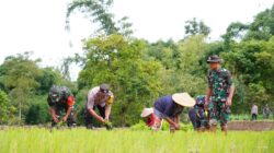 Satgas TMMD Ke 127 Bersama Warga Laksanakan Penanaman Padi Dukung Ketahanan Pangan Di Desa Krisik