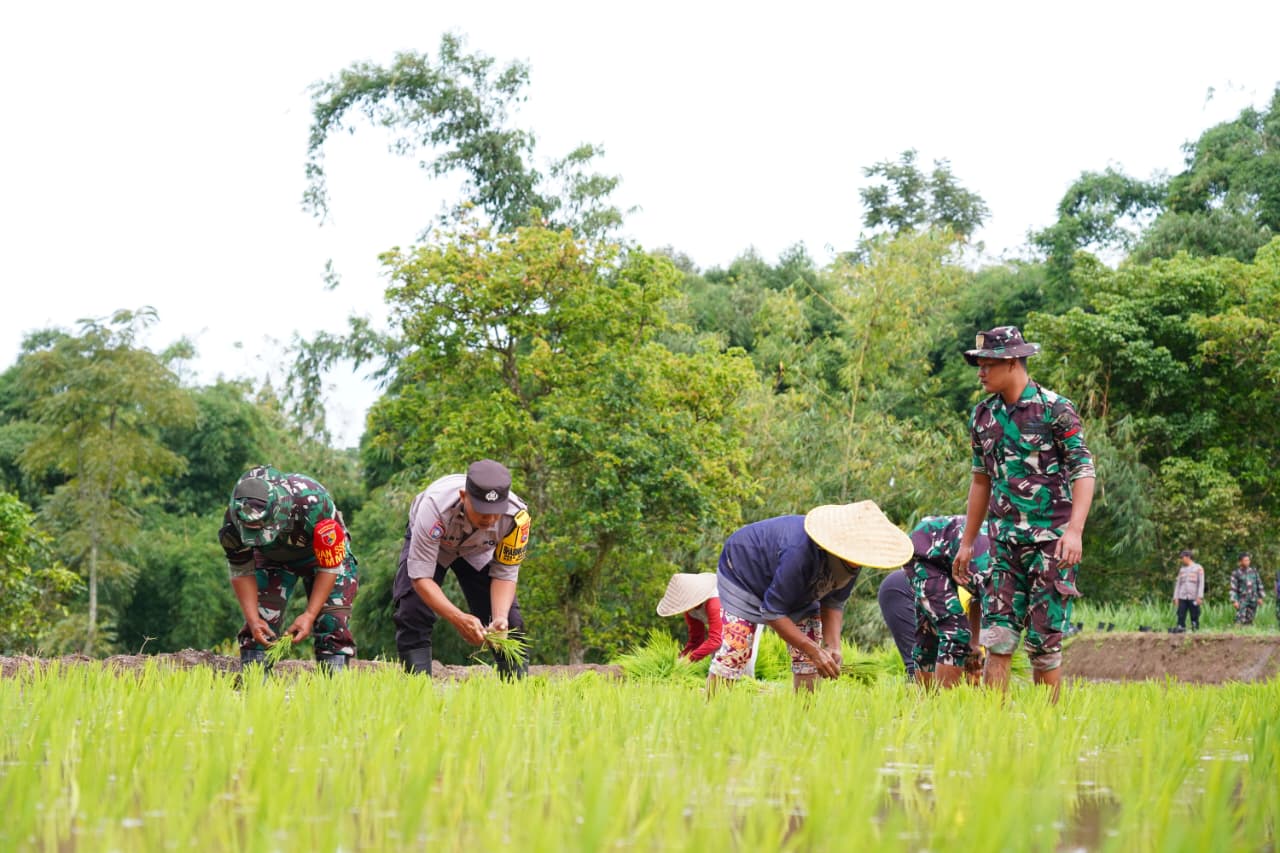 Satgas TMMD Ke 127 Bersama Warga Laksanakan Penanaman Padi Dukung Ketahanan Pangan Di Desa Krisik Satgas TMMD Ke 127 Bersama Warga Laksanakan Penanaman Padi Dukung Ketahanan Pangan Di Desa Krisik