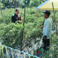 Babinsa Hadir di Tengah Petani, Panen Cabe Jadi Bukti Kemanunggalan TNI–Rakyat
