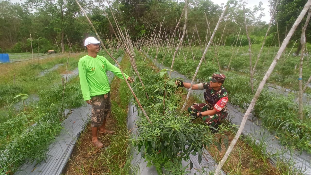 Babinsa Koramil 1008-06/Banua Lawas–Pugaan Dampingi Petani Tomat dan Cabai di Desa Pampanan
