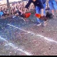 Judi Sabung Ayam Bebas Beroperasi, Simbol Matinya Hukum di Morowali