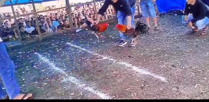 Judi Sabung Ayam Bebas Beroperasi, Simbol Matinya Hukum di Morowali