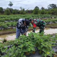 Babinsa Hadir di Tengah Petani, Bantu Rawat Kebun Sayur Desa Tabu Darat